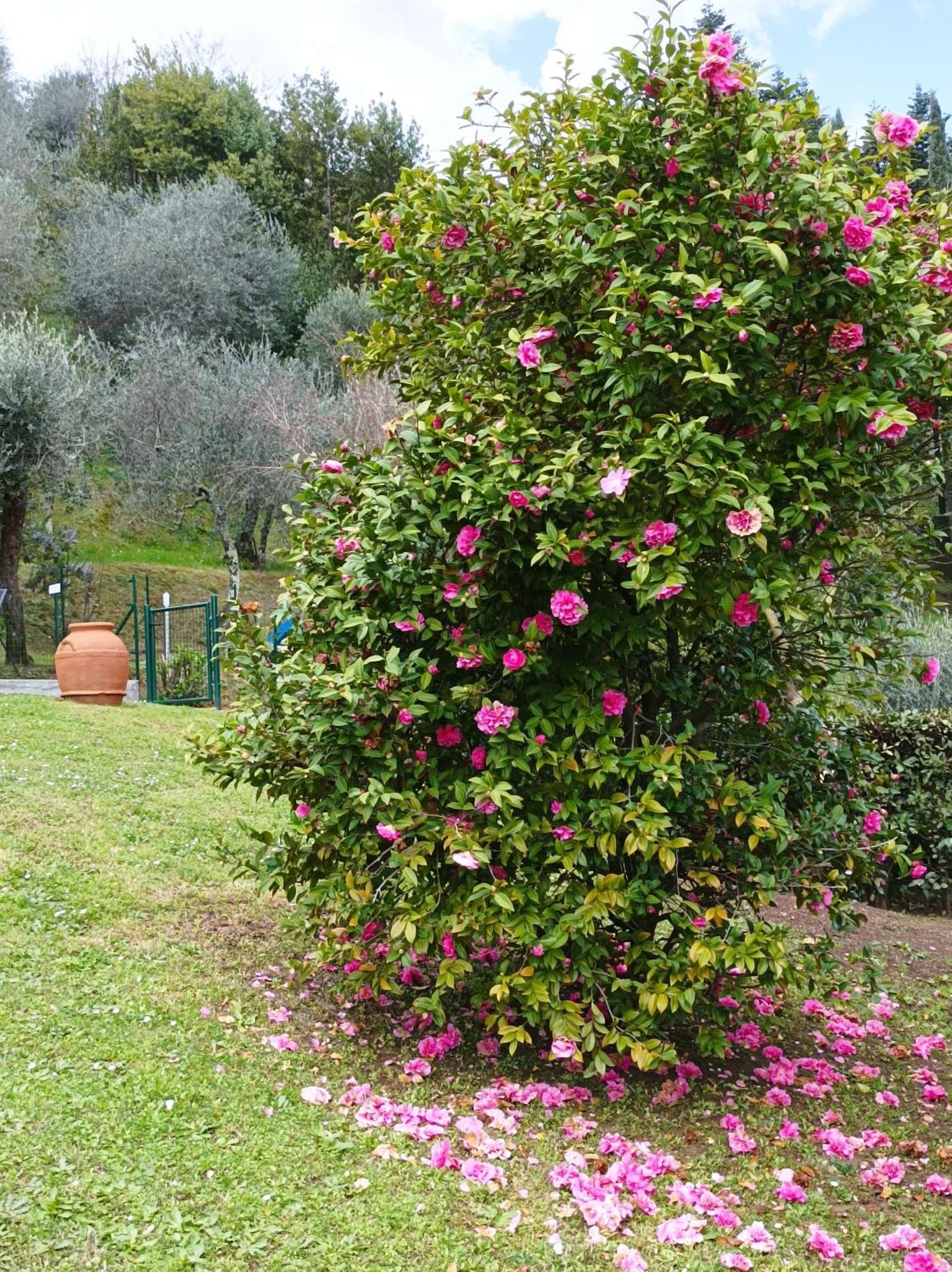 Villa Camelia Tuscany Pescia Exterior foto